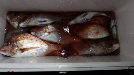 第三むつりょう丸 釣果