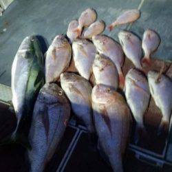 飛燕さくら丸 釣果