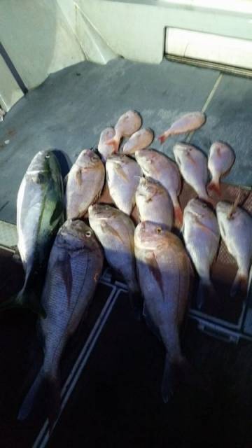 飛燕さくら丸 釣果