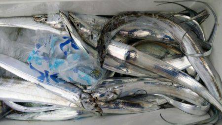 オーフリー 釣果