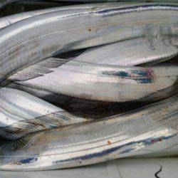 オーフリー 釣果