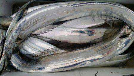 オーフリー 釣果