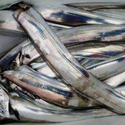 オーフリー 釣果