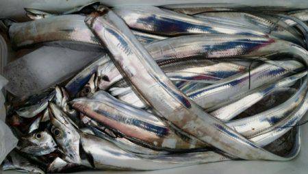 オーフリー 釣果