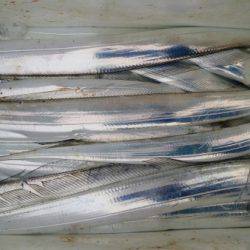 オーフリー 釣果