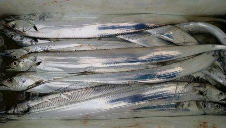 オーフリー 釣果