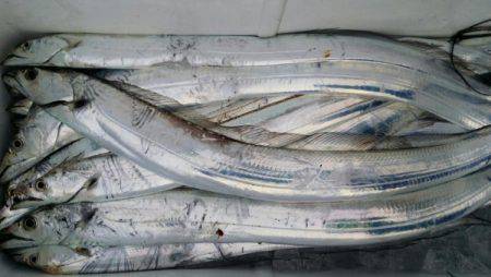 オーフリー 釣果