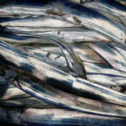 オーフリー 釣果