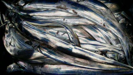 オーフリー 釣果