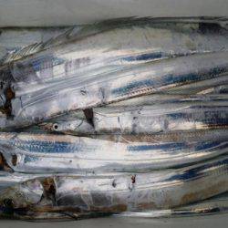 オーフリー 釣果