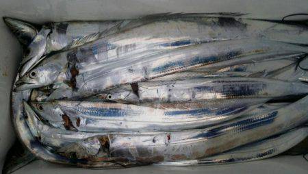 オーフリー 釣果