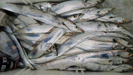 オーフリー 釣果