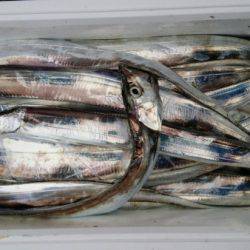 オーフリー 釣果