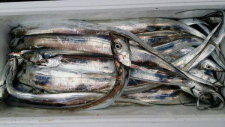 オーフリー 釣果