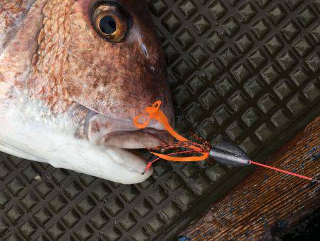 長栄丸(千葉) 釣果