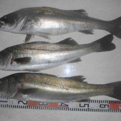 ルアー船マヒマヒ 釣果