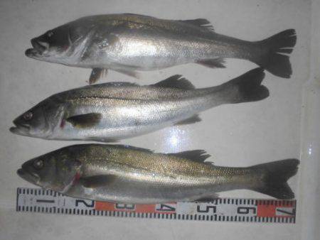 ルアー船マヒマヒ 釣果