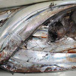 松本釣船2 釣果