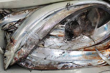 松本釣船2 釣果