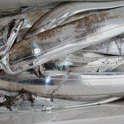 松本釣船2 釣果