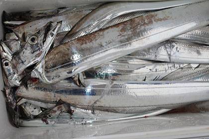 松本釣船2 釣果