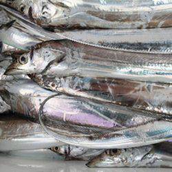 松本釣船2 釣果