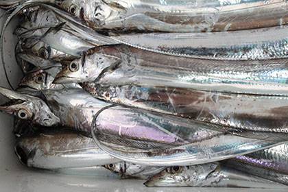 松本釣船2 釣果