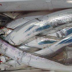 松本釣船2 釣果