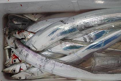 松本釣船2 釣果