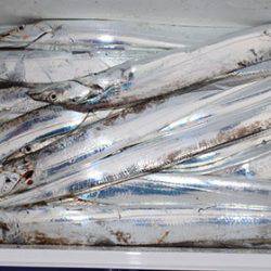 松本釣船2 釣果