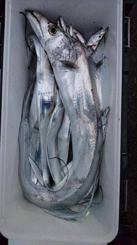 オーフリー 釣果