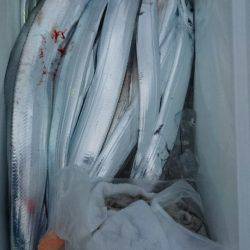 オーフリー 釣果