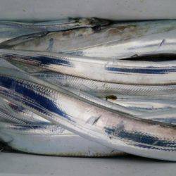 オーフリー 釣果