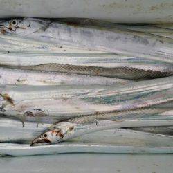 オーフリー 釣果