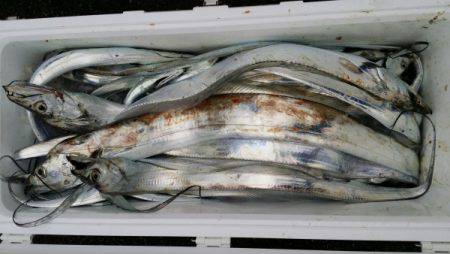 オーフリー 釣果