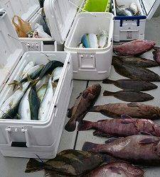 海龍丸(福岡) 釣果