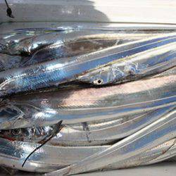 松本釣船２ 釣果