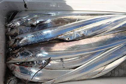 松本釣船２ 釣果