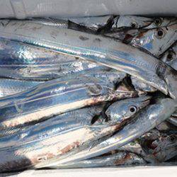 松本釣船２ 釣果