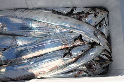 松本釣船２ 釣果