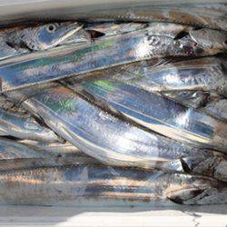 松本釣船２ 釣果