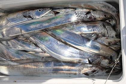 松本釣船２ 釣果