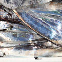 松本釣船２ 釣果