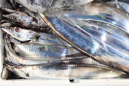 松本釣船２ 釣果