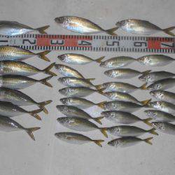 ルアー船マヒマヒ 釣果