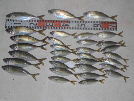 ルアー船マヒマヒ 釣果