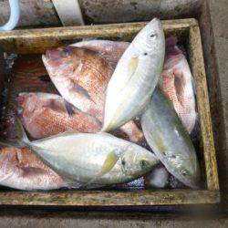 海釣り公園みかた 釣果