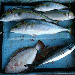 明神釣船 釣果