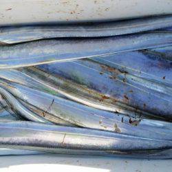 オーフリー 釣果