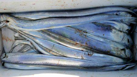 オーフリー 釣果